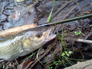 Pesca a ninfa sul Fiume treja 